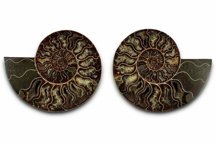Cut & Polished Crystal-Filled Ammonite Fossil - Madagascar #359533